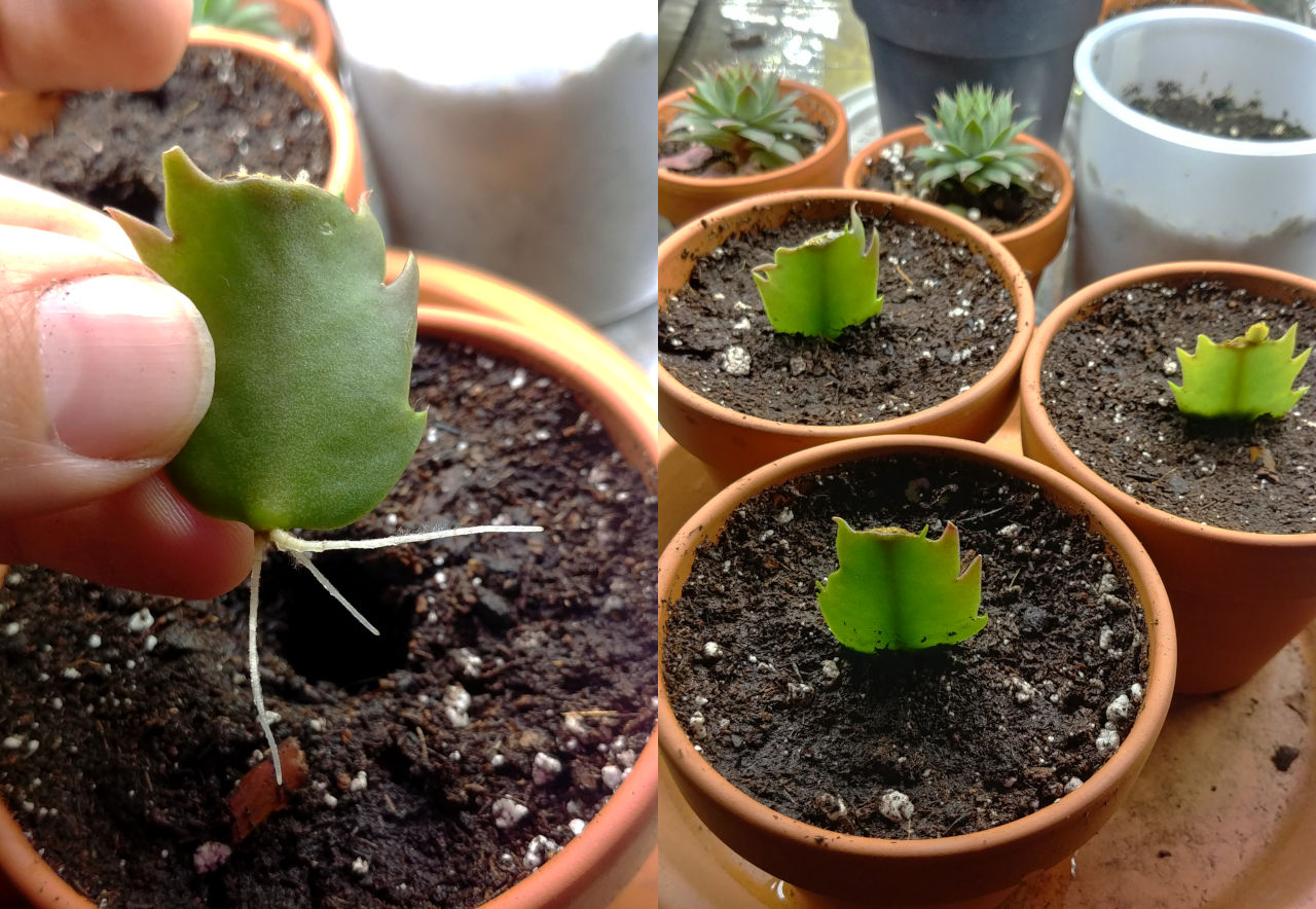 christmas-cactus-cloning-planting