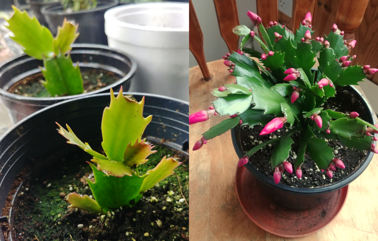 christmas-cactus-cloning-result-1